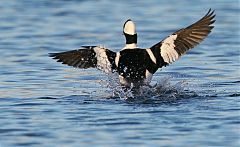 Bufflehead